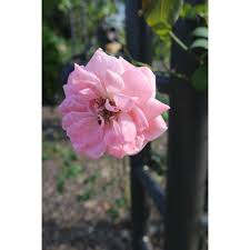 Maybe you would like to learn more about one of these? Jc Raulston Arboretum