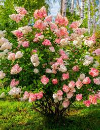 Image result for hydrangea paniculata vanille fraise