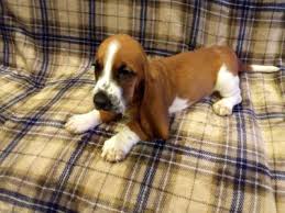 Ads placed online or in print will specify the breed type and personality along call the groups nearest to your location. The Best Parrots In The World Basset Hound Puppies For Sale Craigslist Florida