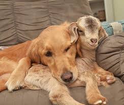 This Dog Thinks She Is The Mother Of These Baby Goats Can T Stop Cuddling Them Bored Panda