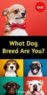 What Dog Breed Are You Personality Quiz Dog Quiz Dog Quizzes What Dogs