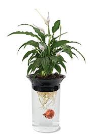 The bright, healthy coloration of a betta fish is generally a direct result of a good, diverse diet. Beautiful Self Cleaning Aquaponics Tanks With Plants On Top For Betta Fish