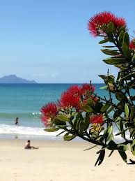 Maybe you would like to learn more about one of these? New Zealand Summer Christmas At Beach Beach With Native Christmas Tree P Affiliate Beach Native Christmas Beac Summer Christmas New Zealand Beach
