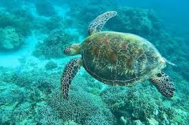 14 x 12 x 9. Book Sea Turtle House In Moalboal Hotels Com
