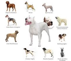 Texas Dogos Main Page Dog Argentino Dogs Hunting Dogs