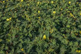 Image result for Aeschynomene