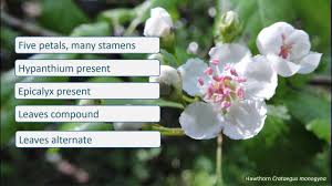 Image result for Rosaceae