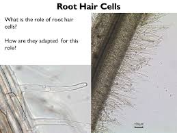 Maybe you would like to learn more about one of these? Transport In Plants Name The Two Transport Tissues In A Plant Ppt Video Online Download