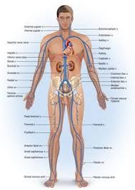 ⇒ click on the diagram to show / hide labels. Chapter 20 The Circulatory System Blood Vessels And Circulation