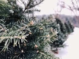 We did not find results for: Knoxville Christmas Tree Farms