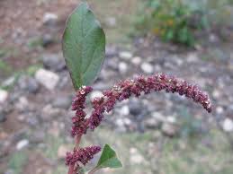 Image result for Phytolacca dodecandra