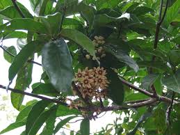 Image result for Cola natalensis