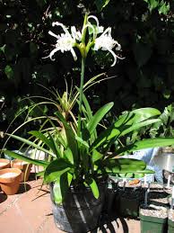 Image result for Ismene narcissiflora