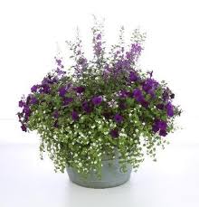 Pin On Container Flower Garden