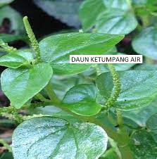 Pokok ini dahulu memang tidak. Khasiat Pokok Ketumpang Air Atau Sirih Cina Tumbuhan Herba