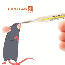 Kencing tikus dalam istilah perubatan dipanggil sebagai penyakit leptospirosis. Headline Mewaspadai Jejak Kencing Tikus Penyebab Klb Leptospirosis Health Liputan6 Com