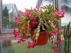 Schlumbergera, flowering christmas cactus, thanksgiving cactus. 64 Christmas Cactus Ideas Christmas Cactus Cactus Cactus Care