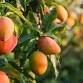 Gatherings Grove 4th Annual Mango FarmFest