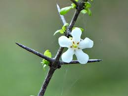 Image result for Catunaregam