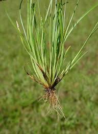 Image result for Fimbristylis squarrosa