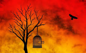 Image result for Freedom