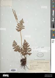 Image result for Anemia angolensis