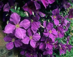 We did not find results for: Jackman Superba Clematis Clematis Jackmanii Clematis Clematis Vine