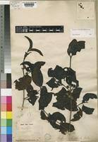 Image result for Pyrostria bibracteata