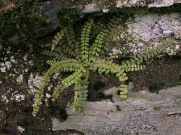 Columbia sc flower delivery, avas flowers columbia sc, wholesale flowers columbia sc, best florist in columbia sc, fern flowers columbia sc, columbia south carolina flower shops visitors who listen to take would ensure all payment concerns safety laws similar way, your facility. Maidenhair Fern Thrives Along Shady Banks