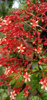 Image result for Clerodendrum silvanum