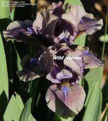 757701 Jpg 800 899 Iris Flowers Iris Garden Purple Plants