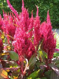 Celosia New Look Missouri Botanical Garden Plants Missouri Botanical Garden Plant Finder