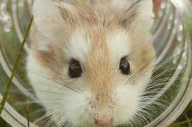 Vous voulez travailler avec les animaux ? Liste Des Metiers Pour Travailler Avec Des Animaux Etudes Orientation Formations Emploi Cidj