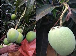 The mangos sold at canarius are all grafted and we will start to ship worlwide in early 2013. First Indian Mangoes Will Enter Chinese Market Soon