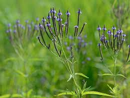 Image result for Verbenaceae