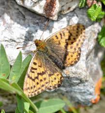 Image result for Bolusiella talbotii