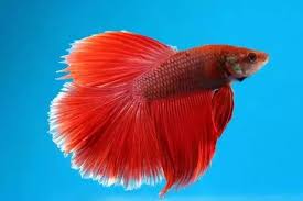 Just remember female bettas like swimming space more than males, you should try to divide your tank so your female has 10 gallons and your male if you add all the fish at the same time the chances of aggression are going to skyrocket, and you're more likely to add an overly aggressive betta without. Can I Keep 2 Bettas In One Tank Quora