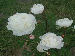 Pfingstrosen (paeonia, päonie) bevorzugen einen windgeschützten platz und mögen das sonnenlicht am liebsten ein wenig gefiltert, beispielsweise. Pfingstrose Weiss Gefullt Schonste Stauden Expertenwissen