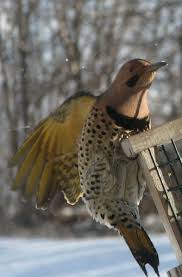 How to use flicker in a sentence. Bird Of The Week Northern Flicker Huron Clinton Metroparks