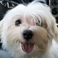 Check spelling or type a new query. Maltese Rescue Adoptions