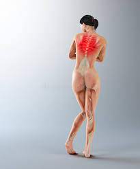 See back muscle anatomy stock video clips. Female Anatomy Upper Back Ache Stock Photo Image Of Hair Human 34242346