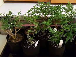 You're doing great with this. Bonsai Mums By Oldtimer1 Overgrow Com
