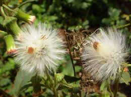 Image result for Crassocephalum radiatum