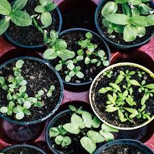 You can grow vegetables indoors, even in a small apartment. 10 Vegetables You Can Grow Indoors Where To Get Them In Hoboken Jersey City Hoboken Girl