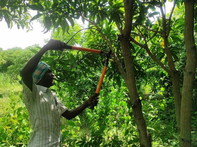 Mango Tree Pruning