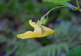 Image result for Impatiens gomphophylla
