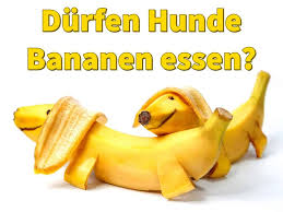 Der verdauungstrakt ist bei einem baby noch nicht voll ausgereift und pilze können dann zu verdauungsproblemen führen. Durfen Hunde Bananen Essen Wie Viel Fur Tiere Gesund Ist