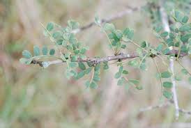 Image result for Ormocarpum