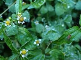 Image result for Tridax