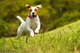Da pacoforever in chiacchiere da jacks!! Jack Russell Terrier Carattere Addestramento E Prezzo Dei Cuccioli